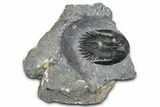 Mrakibina Trilobite - Mrakib, Morocco #363110-3